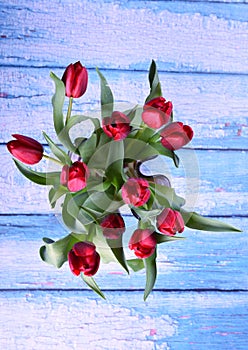 Red tulips bouquet on a blue wooden board. Valentine`s Day, Woman`s Day and Mother`s Day concept