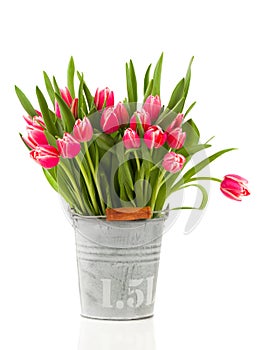 Red tulips in a bucket, on a white background