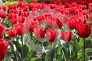 Red tulips