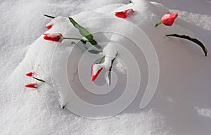 Red Tulips Bunch Peeking through Winter Snow