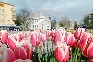 Red Tulips in the city