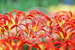 Red tulips with a claw shaped petals blooming in a park close-up. Selective focus.