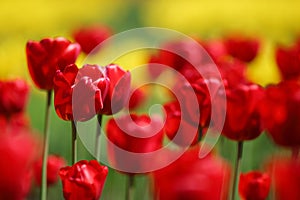 Red tulips close up