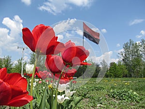 Red tulips close-up on a blurred background of the Right Sector flag in Sumy, Ukraine. The concept of the Ukrainian nationalist