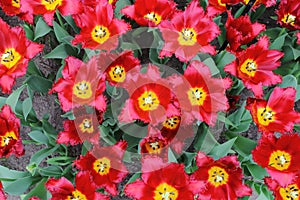 Red Tulips close up in keukenhof garden