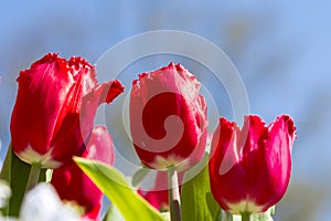 Red tulips close up landscape