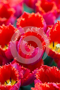 Red tulips closeup