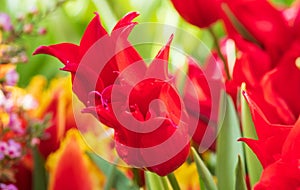 red tulips closeup on a blurred background