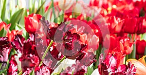 red tulips closeup on a blurred background