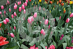 Red tulips in clusters