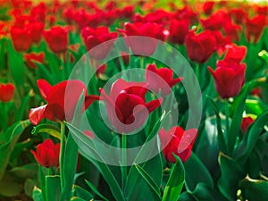 Red tulips of the Couleur Cardinal cultivar in the flowerbed at the festival of flowers photo