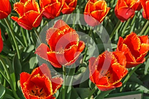 Red tulips with curly and yellow edges