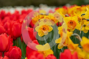 Red tulips and daffodils field Spring background Netherlands photo