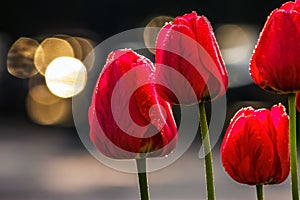 Red tulips on dark background with bokeh