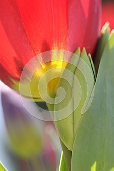 Red tulips detail