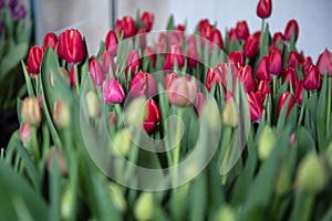 Red tulips of different varieties with green leaves grow in the ground in a box on the floor indoors