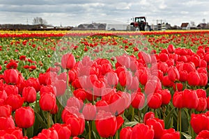 Red tulips in Dutch countryside