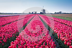 Red tulips in a Dutch field