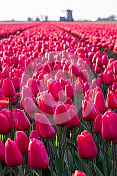 Red tulips in a Dutch field