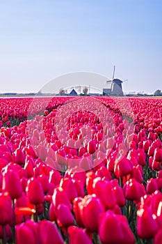 Red tulips in a Dutch field