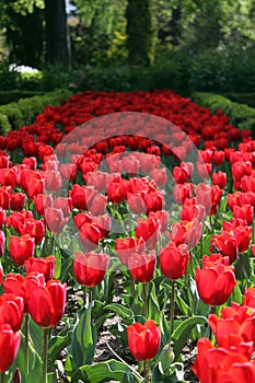 Red tulips everywhere