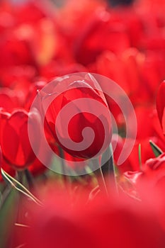 Red tulips in the feild