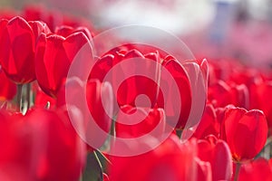 Red tulips in the feild