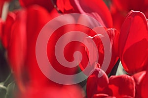 Red tulips in the feild