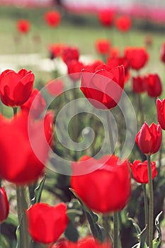 Red tulips in the feild