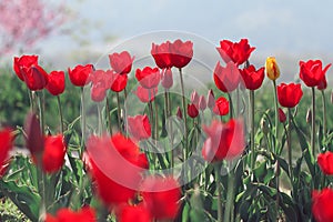 Red tulips in the feild