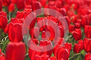 Red tulips in the feild