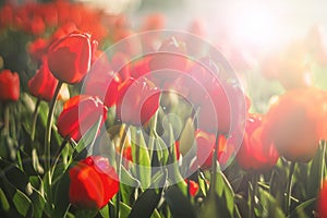 Red tulips field. Flower background
