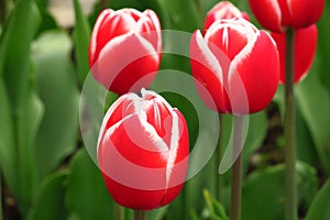 Red tulips field in Netherlands. Red tulip fields. Red tulips view. Red tulip fields in Holland