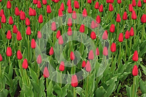 Red tulips field in Netherlands. Red tulip fields. Red tulips view. Red tulip fields in Holland