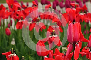 Red tulips field in Netherlands. Red tulip fields. Red tulips view. Red tulip fields in Holland