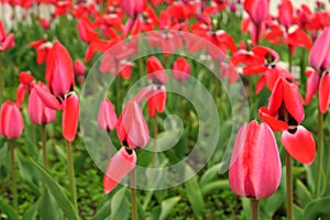 Red tulips field in Netherlands. Red tulip fields. Red tulips view. Red tulip fields in Holland