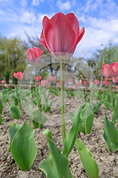 Tulipani 