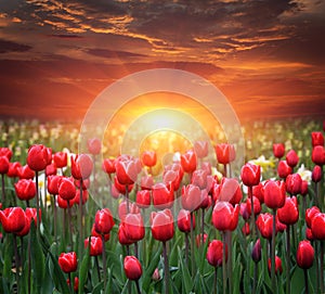 red tulips field with sunset