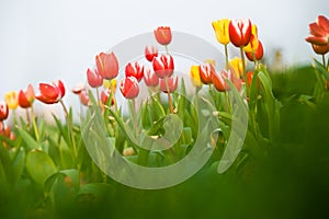 Red tulips fields