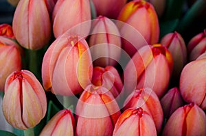 Red tulips at flower bazaar