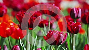Red tulips on flower bed