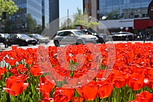 Red tulips flower bed in city