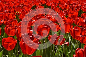 Red tulips flower bed. Flowers background.