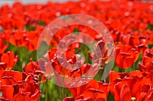 Red tulips flower bed. Shallow depth of field.