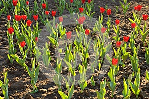 Red tulips in flower bed in the sun