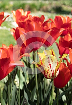 Red Tulips Flower. Garden. Nature. Flora