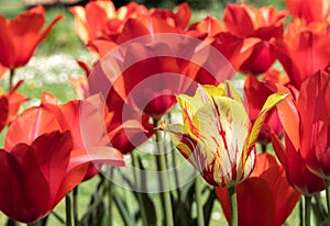 Red Tulips. Flower. Garden. Nature. Flora