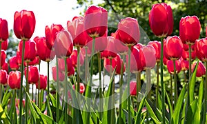 Red. Tulips Flower. Garden. Nature. Flora