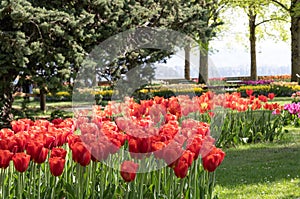 Red. Tulips. Flower. Garden. Nature. Flora