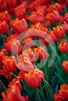 Red tulips flower in large numbers on the meadow. bed of flowers. big flowers. green leaves. macro photo